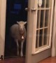This lamb wants to make an entrance but the door won’t let him