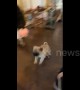Goofy US pug puppy glides across floor while chasing owner