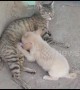 Nursing cat adopts orphaned puppy in India