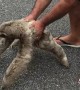 Helping a Sloth Cross the Road