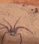 Sneaky Six-Eyed Sand Spider