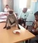 Wild monkey spotted at polling station during elections in India