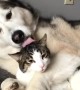 Sweet doggy cuddles kitty in preciously cute footage