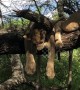 Those aren't cuddly toys! Sleepy lions enjoy catnap on a tree branch in Tanzania