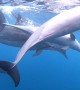 Snorkeling with a Super Pod of Dolphins