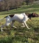 Pointer dog shows off flawless hunting skills while stalking chicken