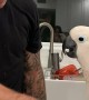 Cockatoo Learning How to Fist Bump