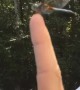 Making Friends with a Dragonfly