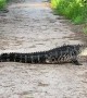 Three-legged alligator spotted at Florida nature reserve