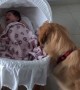 Golden Retriever adorably comforts crying newborn baby