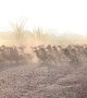 Stampede of ducks rush across road so fast they leave a dust cloud