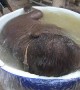 Baby Elephant Gets a Bath