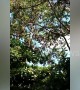 Local baffled as dozens of bats swarm tree in Philippines town