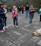 The Dog is the Tourist Attraction