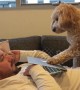 Dog demands attention by pushing down laptop screen