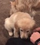Golden Retriever Teaches Little Sister How to Shake