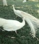 Pair of white peacocks circle each other in elegant dance-fight