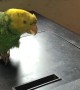 Precious Parrot Singing Zippity Doo Dah