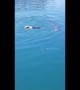 Playful seals chase swimming dog in South Africa