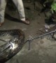 Huge 16ft python caught from under Indonesia house after preying on local livestock