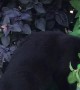 Kitty Goes Straight to the Source for Catnip Fix