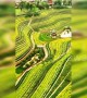 Incredible view of vibrantly coloured terraced fields in Chinese town