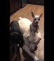 US Chihuahua stands on golden retrievers head like a hat
