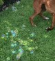 Boxer Bounces for Bubbles