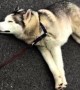 Stubborn dog decides to take nap in middle of road