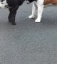 Bulldog and Pygmy Goat Make Best Buddies