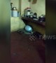 Crocodile crawls into house kitchen in northwestern India