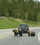 Grizzly bear mother leads cubs safely across Canadian highway
