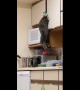 Curiosity feeds the cat! Feline breaks into food cupboard to steal its dinner