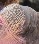 Whistling walrus demands keeper get off her mobile