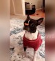 Blink and you'll miss it! Frenchie pup in Oklahoma does super fast treat flip