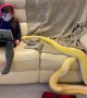 Little Girl and Python Lounge on Couch