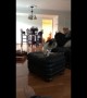 Joyful bounding hound leaps across furniture in his new home