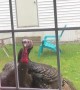 Turkeys Tapping at the Door