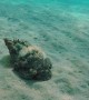 Octopus Masterfully Camouflages Itself as a Rock
