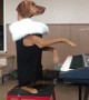 Dog Gives Precious Piano Performance