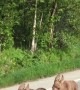 Mama Moose and Twins Make Their Way Down Road