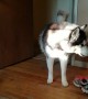 Husky argues about stealing shoe, then reluctantly brings it back