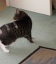Cat Fights her Own Tail