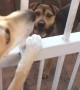 Dog absolutely refuses to leave her best friend behind