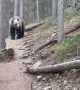 Scary moment shows hikers encountering a massive grizzly bear