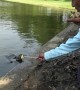 Kind-hearted security guard feeds hungry turtles in pond