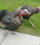 Territorial Turkeys Confront Man on Bike