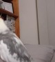 Cockatiel Carries a Tune
