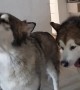 Huskies howl along with ambulance passing house
