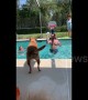Is this the dog Michael Jordan? Pup gets a slam dunk in pool basketball